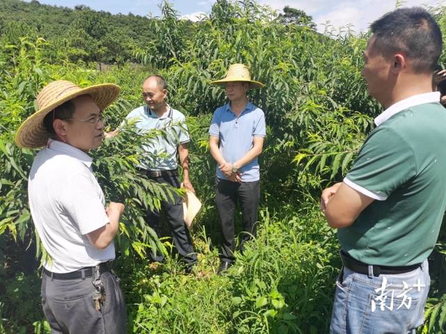 九陂鎮(zhèn)農業(yè)綜合服務中心主任、農藝師成忠雄提出水果災后管理意見。