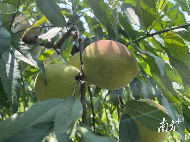 清脆飽滿的鷹嘴桃掛滿枝頭。