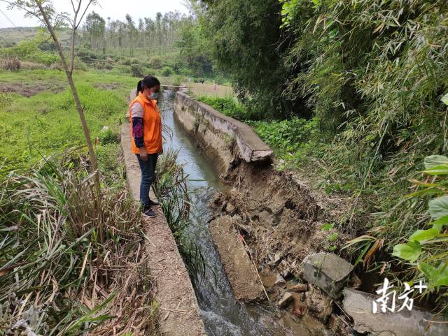 九陂鎮(zhèn)人大代表戴海玲實(shí)地查看水渠受損情況。
