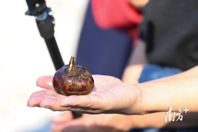 大富頭村所產(chǎn)馬蹄個(gè)頭大，清甜無(wú)渣。張曉欣 攝