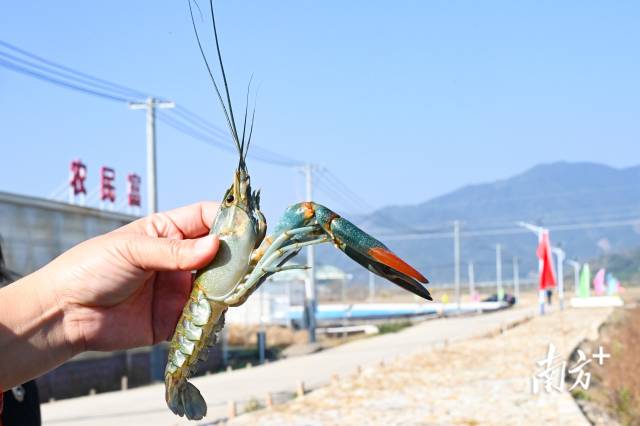 畔水漁晟園澳洲青藍(lán)龍蝦。張曉欣 攝
