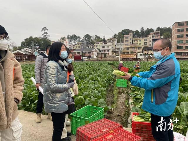 大學(xué)生們一起走進(jìn)九陂鎮(zhèn)四聯(lián)村菜心基地實(shí)地參觀。