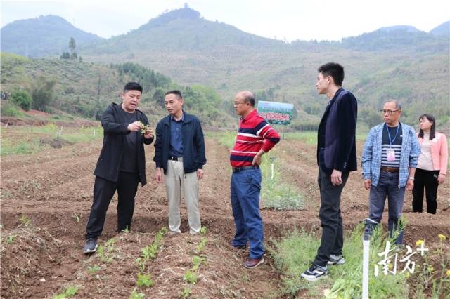 九陂鎮(zhèn)駐鎮(zhèn)幫鎮(zhèn)扶村工作隊(duì)、九陂鎮(zhèn)人民政府農(nóng)業(yè)農(nóng)村工作辦公室工作人員到田間查看溪黃草幼苗情況。