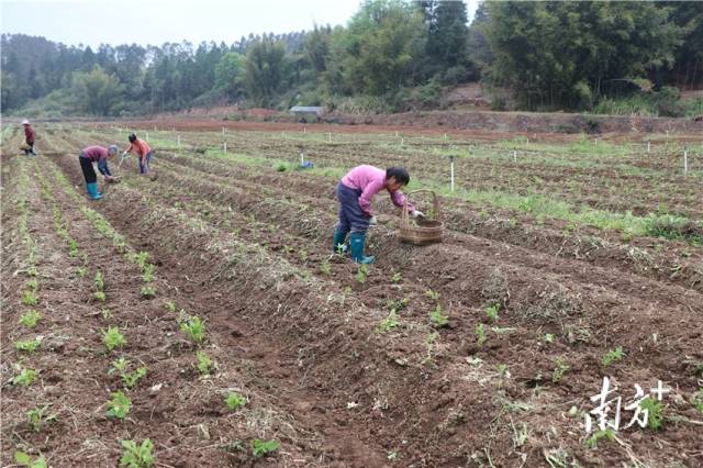 農(nóng)戶正在種植溪黃草幼苗。