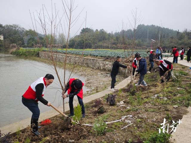 植樹現(xiàn)場。