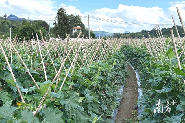 九陂鎮(zhèn)新墟村打造的秋季黑皮冬瓜種植基地。九陂鎮(zhèn)供圖