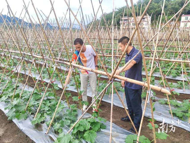 邱雪平（左）在冬瓜田查看瓜藤生長(zhǎng)情況。九陂鎮(zhèn)供圖