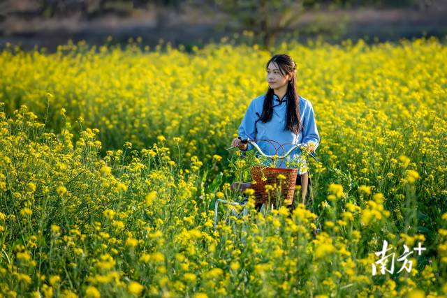菜心花田。李少輝 攝